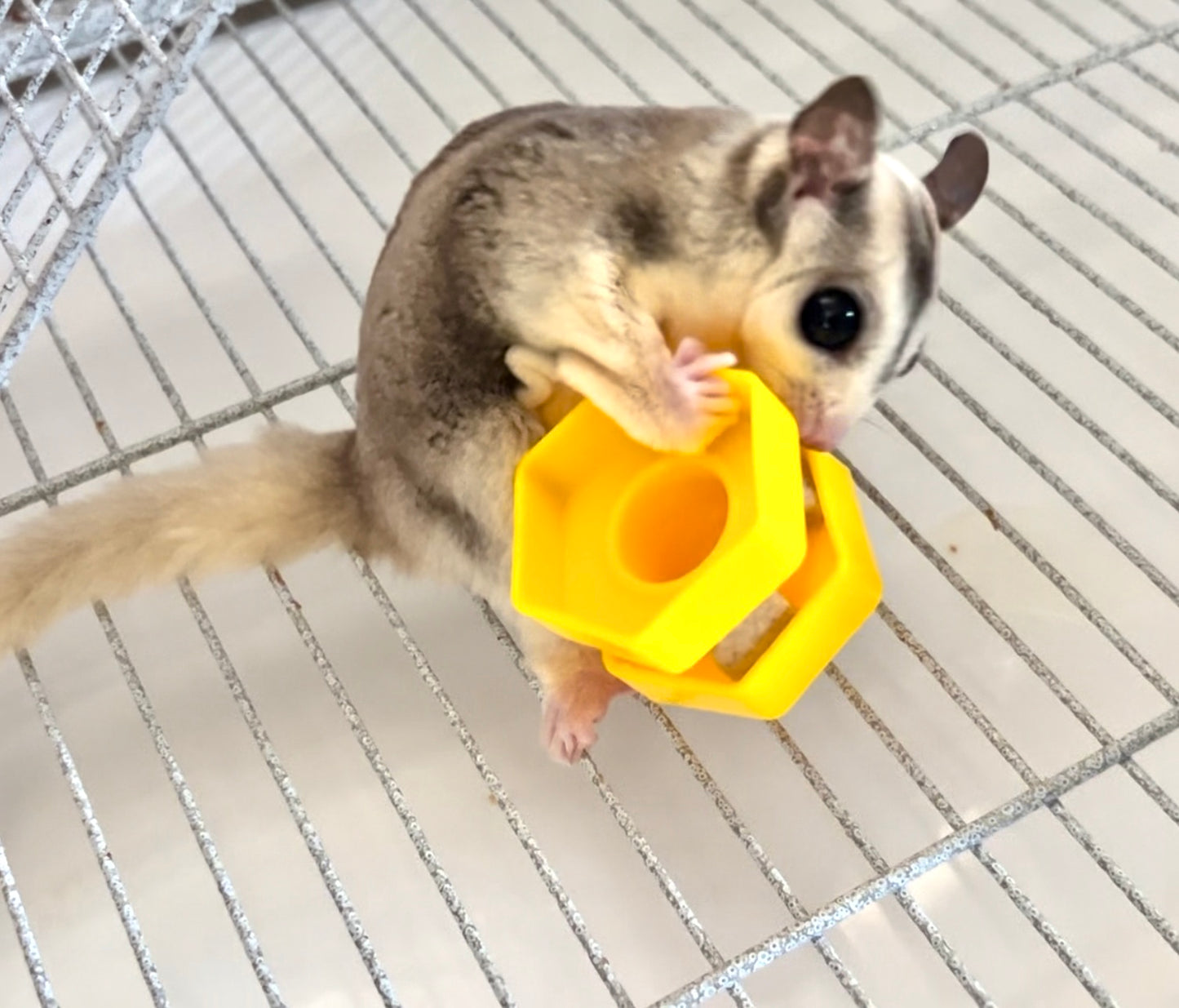 Toys - Sugar Glider Treat Toys (2 for $4.25)