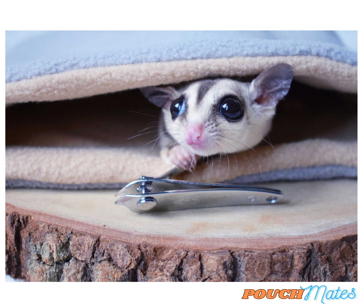 Sugar Glider Nail Trimming Kit