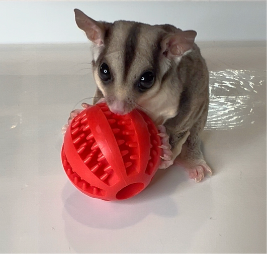 Toys - Forage Ball (2 for $8)