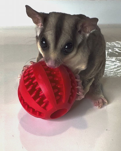 Toys - Forage Ball (2 for $8)